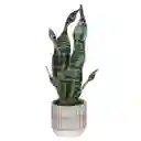 Suculenta Alta Con Maceta 25 x 43 cm Casaideas