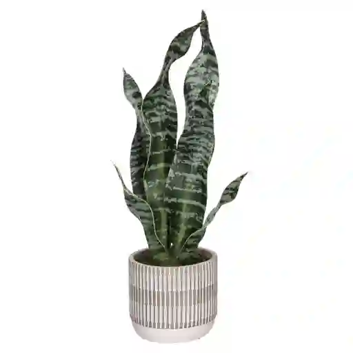 Suculenta Alta Con Maceta 25 x 43 cm Casaideas