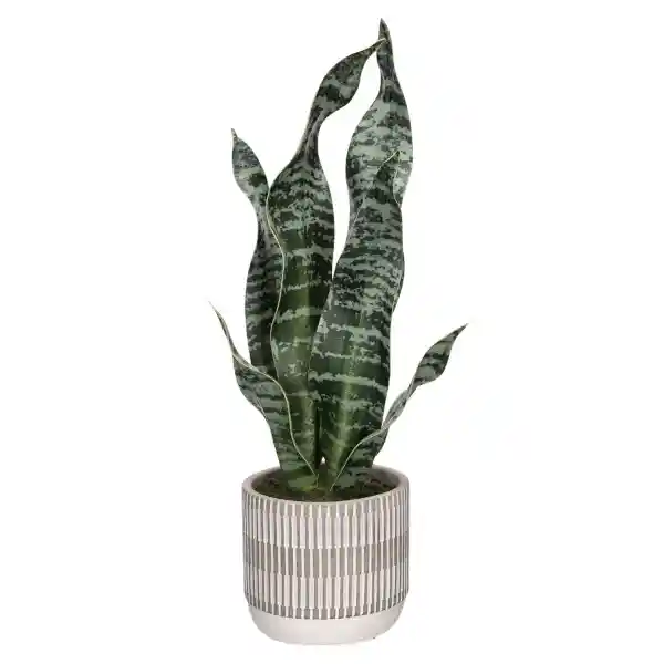 Suculenta Alta Con Maceta 25 x 43 cm Casaideas