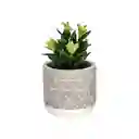 Maceta Terracota Cactus 15. 21 cm