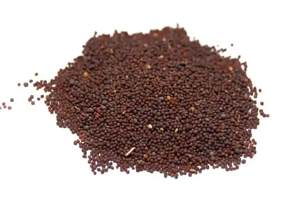 Semilla Mostaza Negra