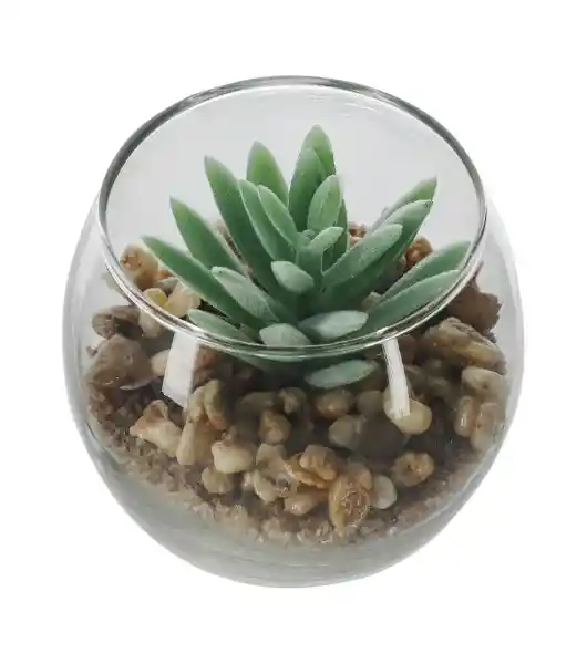 Maceta de Vidrio Con Cactus Diámetro 8 x 8 cm 3224374000092