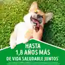 Dog Chow Alimento para Perro Cachorro Raza Mediana-Grande 