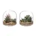 Terrario de Vidrio Con Cactus 12 cm
