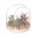 Terrario de Vidrio Con Cactus 12 cm 3226422000047