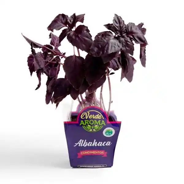 Albahaca Morada Organica Verde Aroma