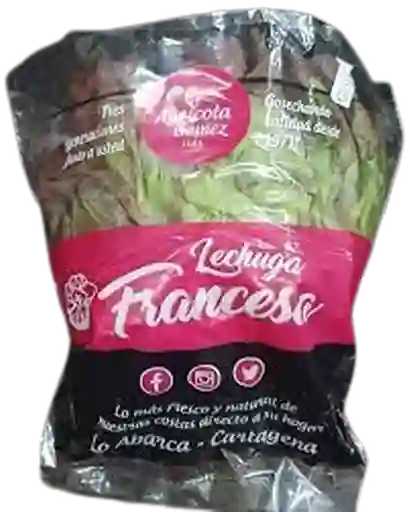 Lechuga Francesa