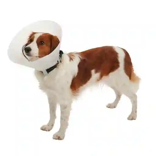 Cevasco Collar Isabelino Buster