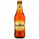 Kross Pack Cerveza Golden 5.3