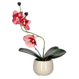 Maceta Con Orquídea Pequeña Casaideas