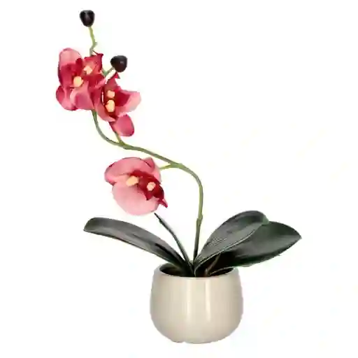 Maceta Con Orquídea Pequeña Casaideas