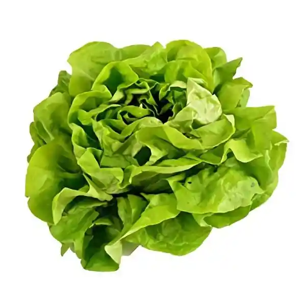 Lechuga de La Zona