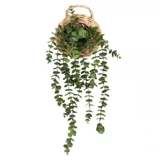 Suculenta Colgante Con Maceta de Fibra Casaideas