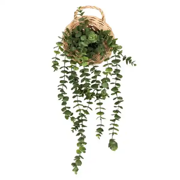 Suculenta Colgante Con Maceta de Fibra Casaideas