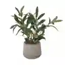 Planta Olivo Con Maceta 15 x 40 cm Casaideas