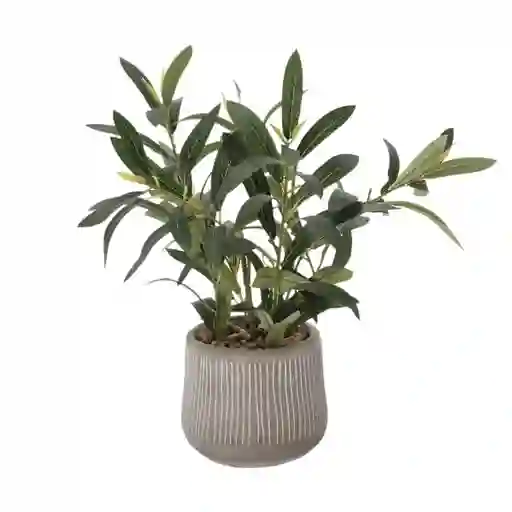 Planta Olivo Con Maceta 15 x 40 cm Casaideas