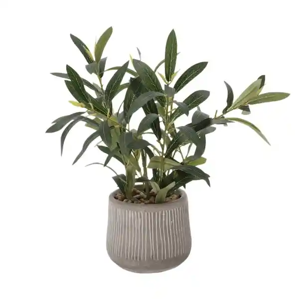 Planta Olivo Con Maceta 15 x 40 cm Casaideas