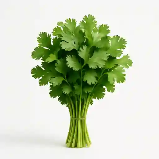 Cilantro