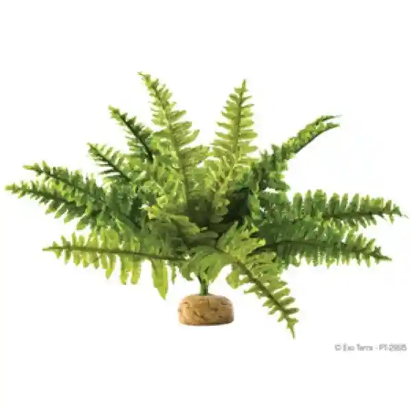 Exo Terra Helecho Boston Fern