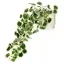 Planta Colgante Con Maceta 18 x 30 cm Casaideas