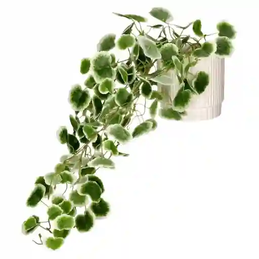 Planta Colgante Con Maceta 18 x 30 cm Casaideas