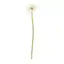 Flor Silvestre 10 x 51 cm 3119227000056