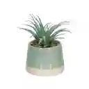 Maceta Dos Tonos Con Cactus Verde 13 cm