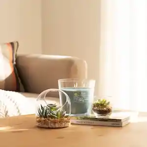 Terrario de Vidrio Con Cactus 12 cm