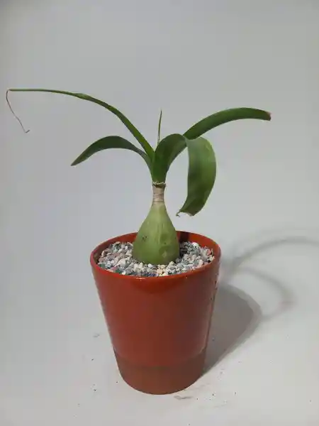Planta Albuca Bracteata (Cebolla de la Suerte) M