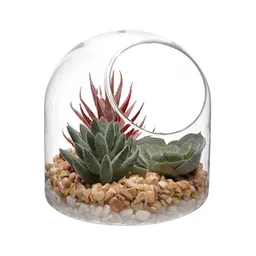 Terrario de Vidrio Con Cactus de 12 cm