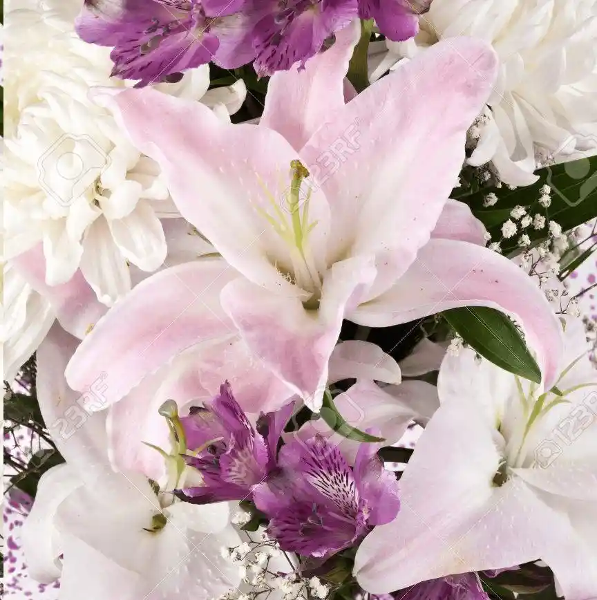 Vara de Lilium con flores en tonos pasteles (1 vara)