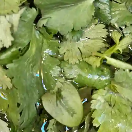 Cilantro