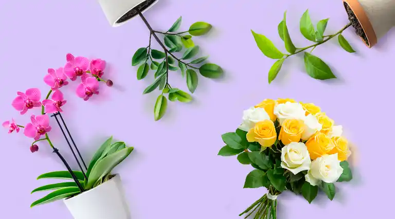 Florissimo Santiago Flower Studio a Domicilio