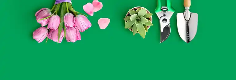 Peperomia - Diseño & Studio Floral a Domicilio